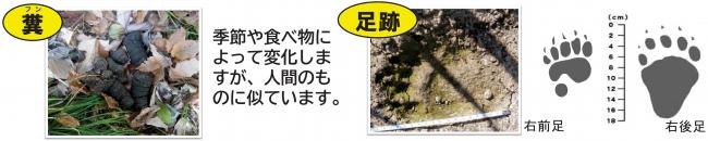クマの糞・足跡