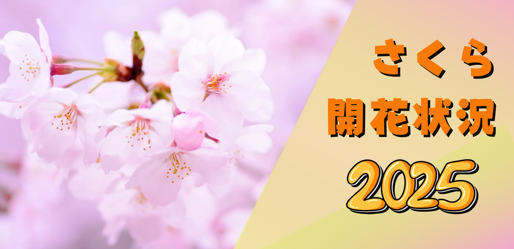 さくら開花状況