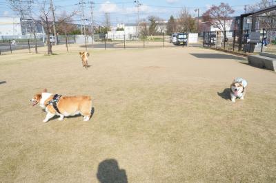 中・大型犬エリア