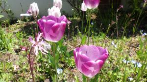 花の写真_チューリップ