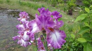 花の写真_アヤメ（ピンク）