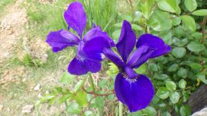 花の写真_アヤメ（青）