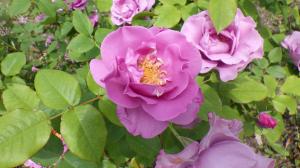 花の写真_バラ