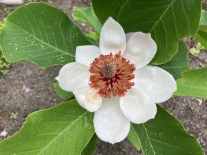 花の写真_オオヤマレンゲ