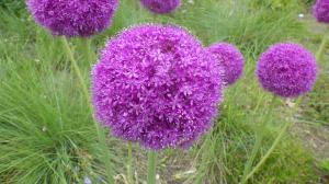 花の写真_アリウム ギガンチウム