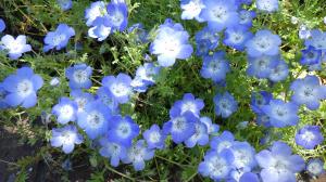 花の写真_ネモフィラ