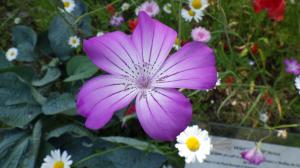 花の写真_アグロステンマ