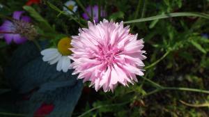 花の写真_ヤグルマギク（ピンク）