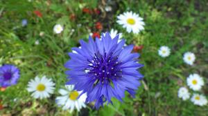 花の写真_ヤグルマギク（ブルー）