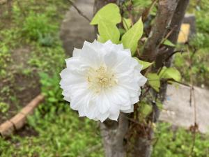 花の写真_クレマチス ベルオブウォーキング