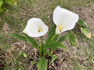 花の写真_カラー クリスタルホワイト