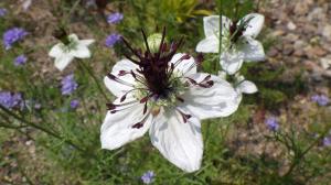 花の写真_ニゲラ デルフトブルー