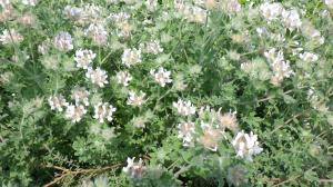 花の写真_ロータス ヒルスタス ブリムストーン