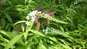 花の写真_オカトラノオ