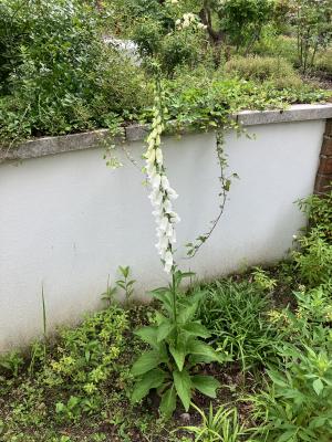 草花の写真_ジギタリス