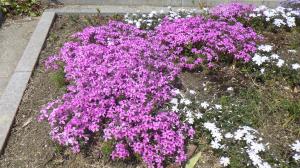 花の写真_シバザクラ