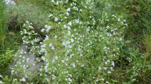 花の写真_カラミンサ