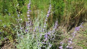 花の写真_ロシアンセージ