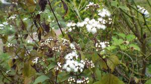 ユーパトリウム・チョコレート