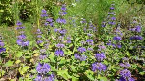 花の写真_ダンギク