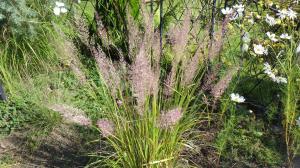 イネ科植物の写真_カラマグロスティス・ブラキトリカ