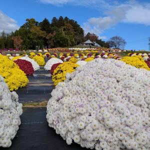 ザル菊の丘が満開