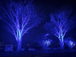 ライトアップされた樹木